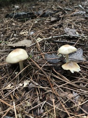 Marasmius nigrodiscus