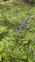 Delphinium cultorum