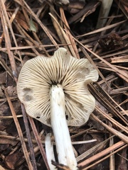Marasmius nigrodiscus