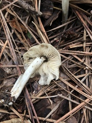 Marasmius nigrodiscus