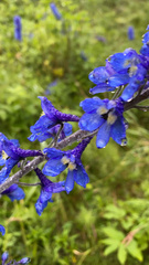 Delphinium cultorum
