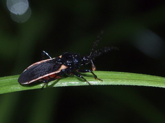 Ectrychotes andreae