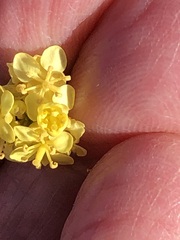 Lemphoria procumbens