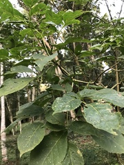 Handroanthus heptaphyllus