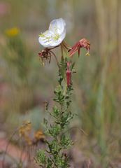 Oenothera coronopifolia