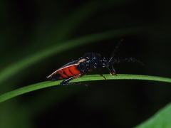 Ectrychotes andreae