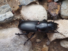 Secatophus australis