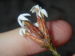 Lysinema pentapetalum