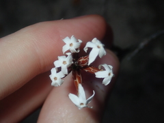Lysinema pentapetalum