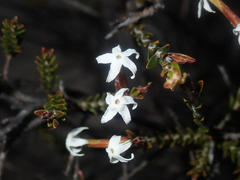 Lysinema pentapetalum