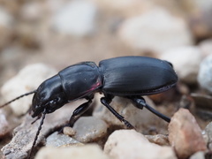 Secatophus australis