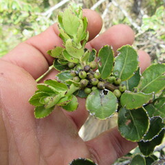 Ilex kunthiana