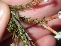 Lysinema pentapetalum