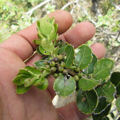 Ilex kunthiana