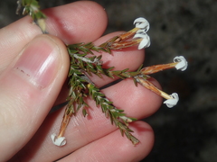 Lysinema pentapetalum