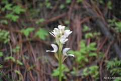 Govenia liliacea