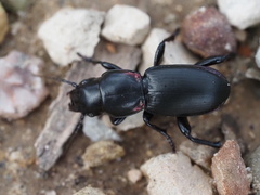 Secatophus australis