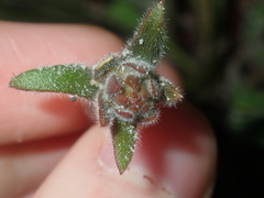 Stylidium pycnostachyum