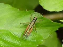 Orphulella concinnula