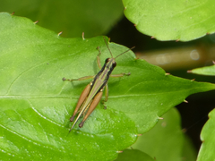 Orphulella concinnula