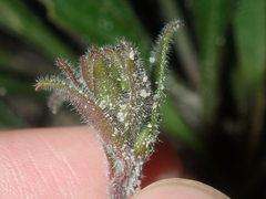 Stylidium pycnostachyum