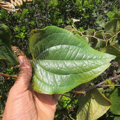 Smilax tomentosa