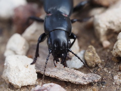 Secatophus australis