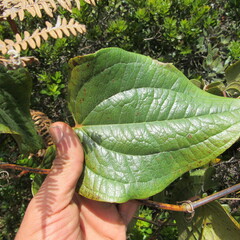 Smilax tomentosa