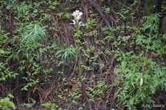 Govenia liliacea