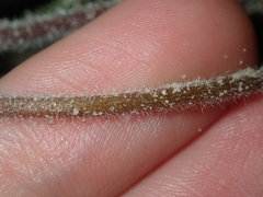 Stylidium pycnostachyum