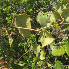 Smilax tomentosa