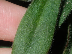 Stylidium pycnostachyum