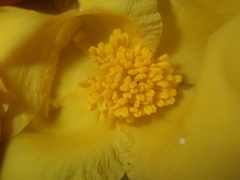Hibbertia mylnei