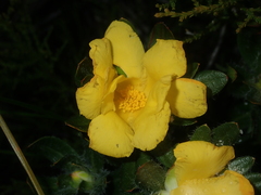 Hibbertia mylnei
