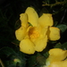 Hibbertia mylnei - Photo (c) Thomas Mesaglio,  זכויות יוצרים חלקיות (CC BY), הועלה על ידי Thomas Mesaglio