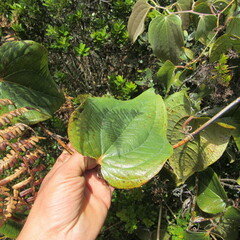 Smilax tomentosa