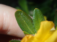Hibbertia mylnei