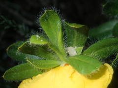 Hibbertia mylnei