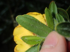 Hibbertia mylnei