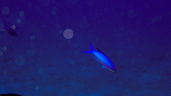 Mirolabrichthys pascalus