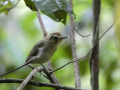 Platyrinchus coronatus