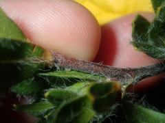 Hibbertia mylnei