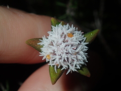 Leucopogon plumuliflorus