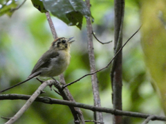 Platyrinchus coronatus