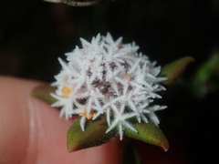 Leucopogon plumuliflorus