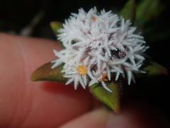 Leucopogon plumuliflorus