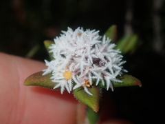 Leucopogon plumuliflorus