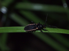 Ectrychotes andreae