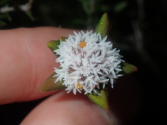 Leucopogon plumuliflorus