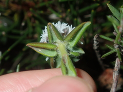 Leucopogon plumuliflorus